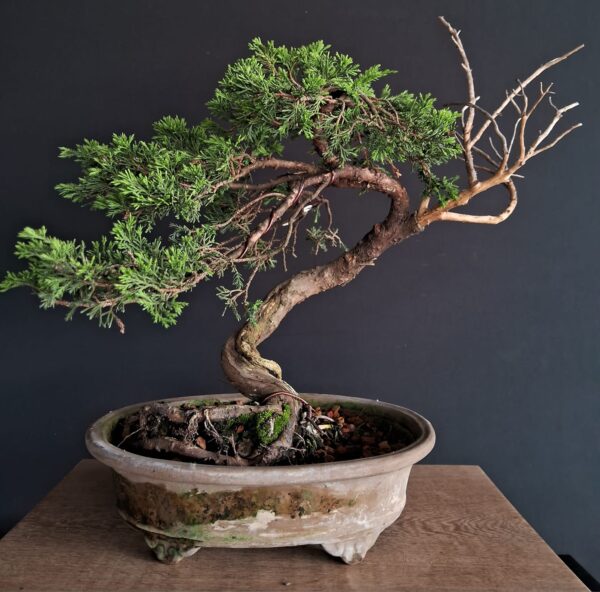 Juniperus Tokugawa