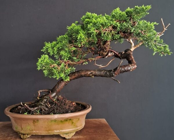 Juniperus Tokugawa